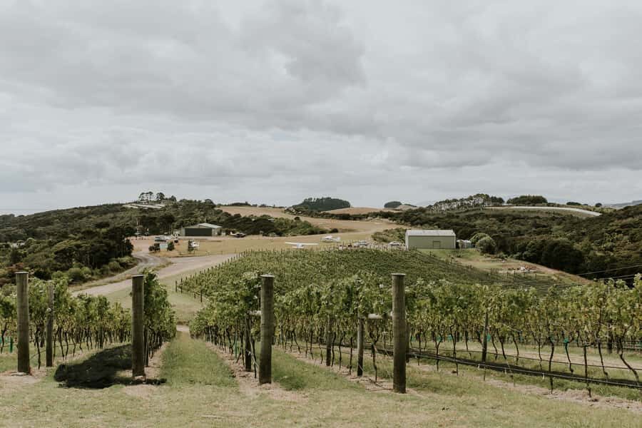Auckland: Waiheke Island Wine and Food Tasting with Flights - The guide experience: clear explanations and weather awareness
