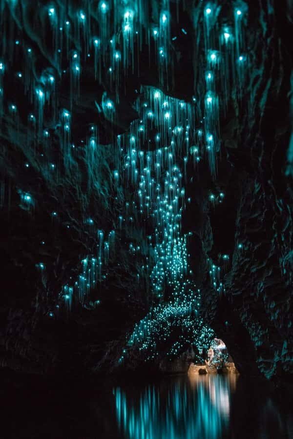 Auckland: Waitomo Caves & Rotorua - Te Puia Small-Group Tour - Leaving Auckland: the pickup options and first taste of the countryside