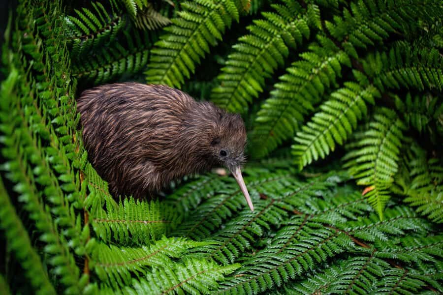Auckland: Waitomo Caves & Te Puia Rotorua w Picnic Lunch - Hotel pickup in central Auckland: the day starts with convenience