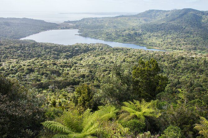 Auckland West Coast Half-Day Private Tour - Why Auckland’s West Coast Works So Well in a Half Day