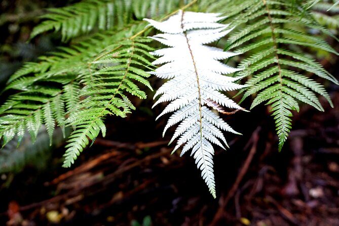 Auckland West Coast Half-Day Private Tour - Timing, Weather, and What to Bring for Piha Beach