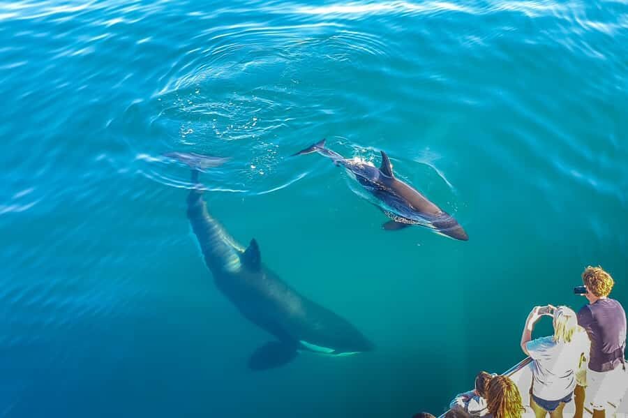 Auckland: Whale and Dolphin Watching Half-Day Eco Cruise - The Science Factor: Skippers, Marine Researchers, and Research-Style Moments