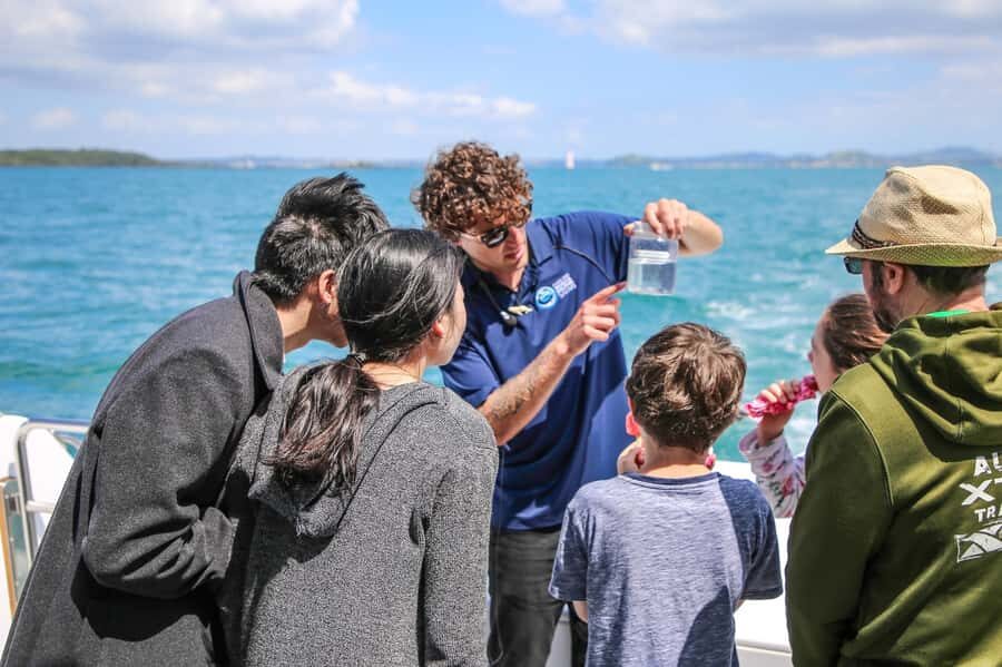 Auckland: Whale and Dolphin Watching Half-Day Eco Cruise - Price and Value: What $130 Really Buys You