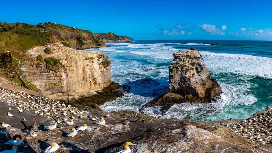 Auckland: Wild West Coast, Black Sand Beaches Tour inc Lunch - Key highlights worth your time