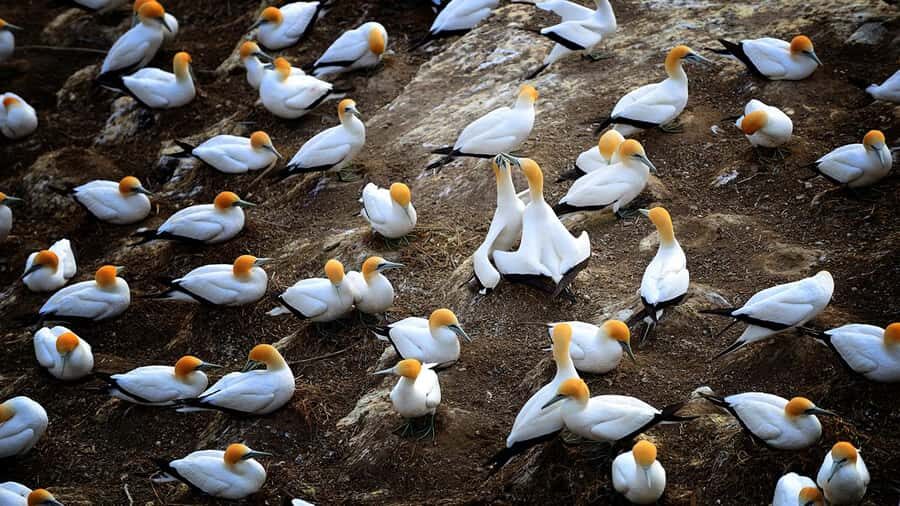 Auckland: Wild West Coast, Black Sand Beaches Tour inc Lunch - Why Muriwai’s black sand and gannets work in a half-day