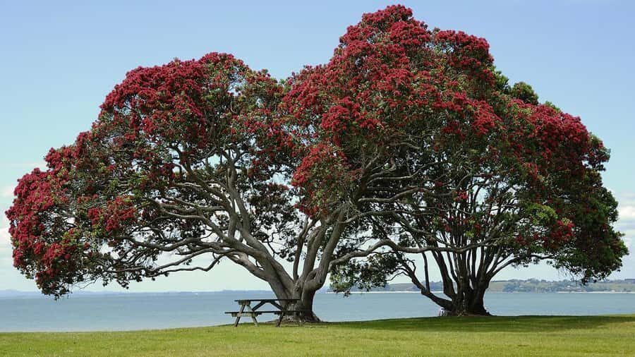 Auckland: Wild West Coast, Black Sand Beaches Tour inc Lunch - Returning to Auckland: ferry option or guided drive