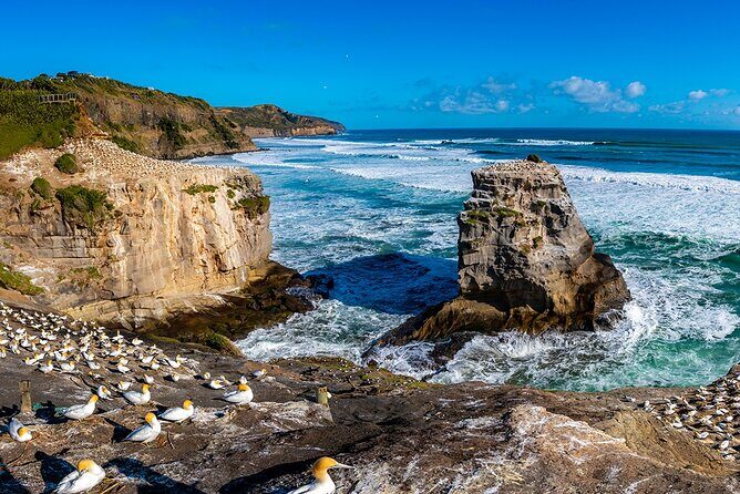 Auckland's Wild West Coast & Black Sand Beaches Tour inc Lunch - Muriwai Beach and Black Sand: Where the Coast Looks Like It Means Business