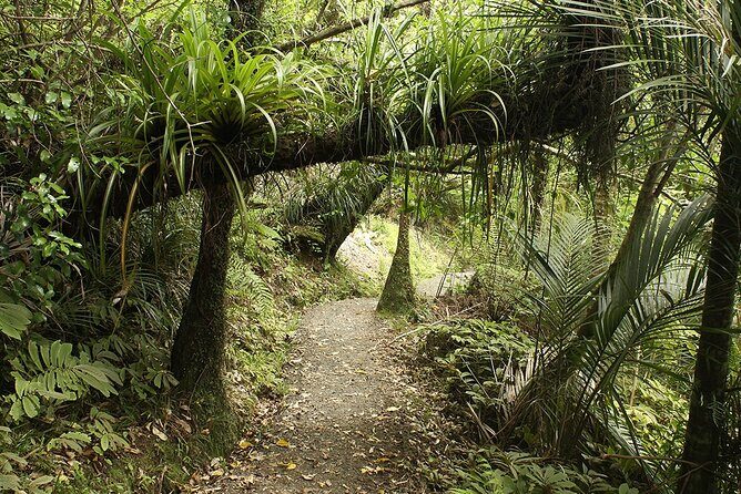 Auckland's Wild West Coast & Black Sand Beaches Tour inc Lunch - Return to Auckland: City Time and the Ferry Option