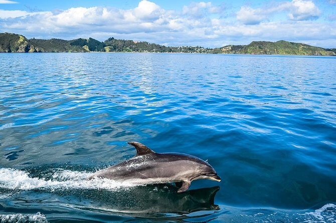 Bay of Islands 2-Day Small Group Tour & Cruise from Auckland - Morning Drive Out of Auckland: The Kauri Museum Stop That Sets the Tone