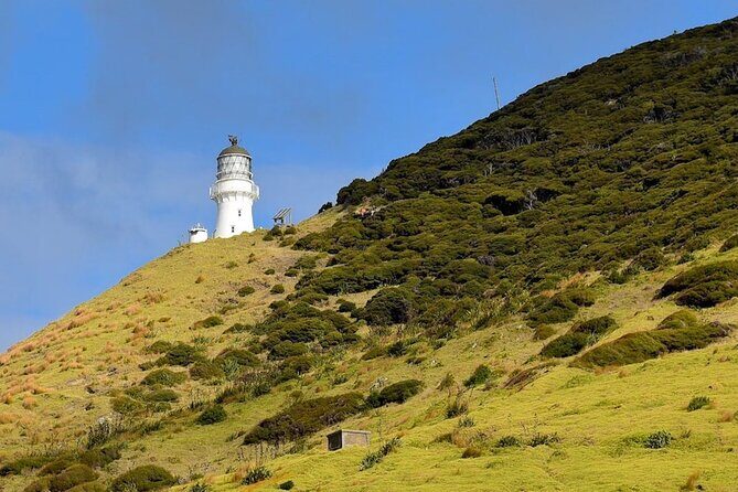 Bay of Islands Cruise & Island Tour - Snorkel, Hike,Swim,Wildlife - Wildlife chances: what you might see when the skipper spots it early
