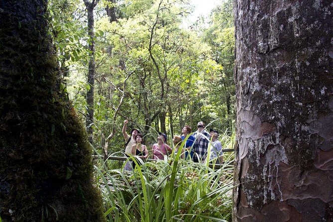 Bay of Islands Shore Excursion: Puketi Rainforest Guided Walk - Why Puketi Rainforest Is Worth Half a Day