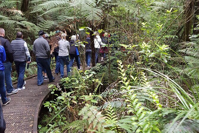 Bay of Islands Shore Excursion: Puketi Rainforest Guided Walk - Who Should Book This Hike (and Who Should Rethink the Pace)