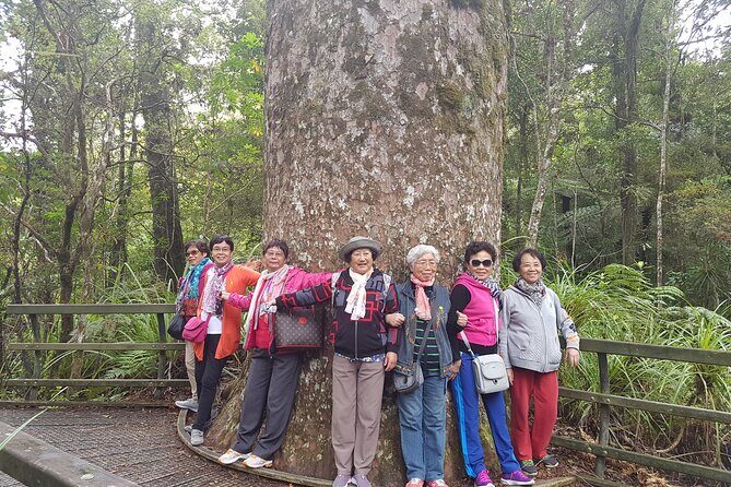 Bay of Islands Shore Excursion: Puketi Rainforest Guided Walk - Price and Value for a Bay of Islands Shore Excursion