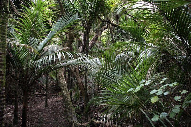 Beautiful Nature Tours Auckland - Private Tour - Meet at 8:30 and Ride in Comfort: Pickup, Minivan, and Snacks