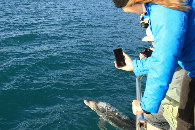 Bird Watching and Dolphin Eco-Tour to Blumine Island - Picton to the outer Queen Charlotte Sound: why this trip works