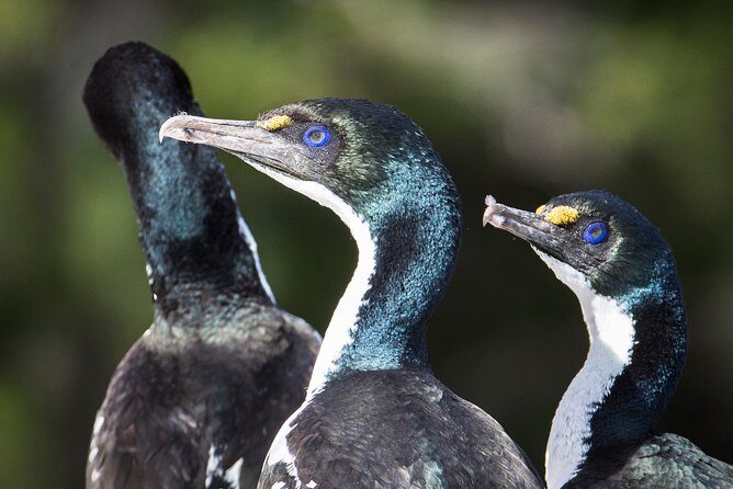 Bird Watching and Dolphin Eco-Tour to Blumine Island - Blumine Island and the DOC reserve: predator-free birding at close range