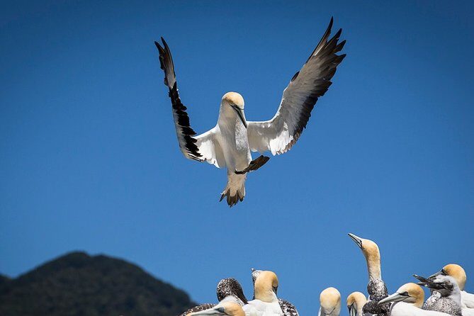 Bird Watching and Dolphin Eco-Tour to Blumine Island - How marine biologists and guides improve your odds