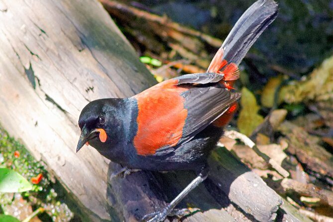 Bird Watching and Dolphin Eco-Tour to Blumine Island - What to wear and bring for 3 to 4 hours on the water