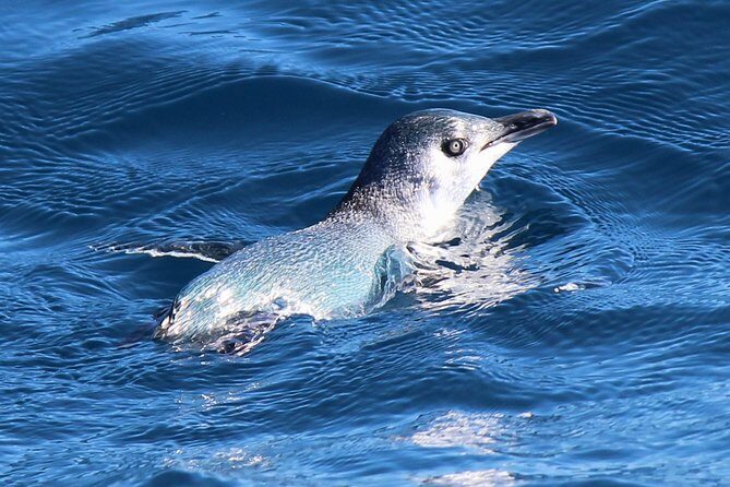 Bird Watching and Dolphin Eco-Tour to Blumine Island - Price and value: is €112.18 worth it?