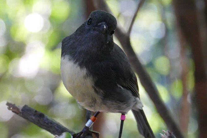 Bird Watching and Dolphin Eco-Tour to Blumine Island - Who this eco-tour suits best
