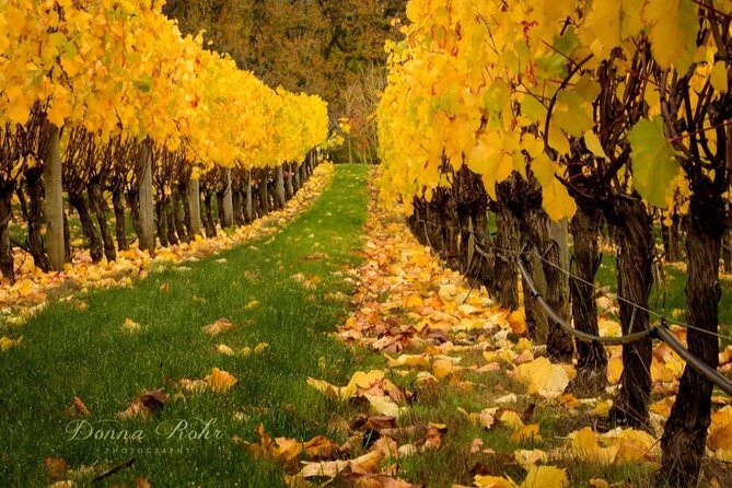 Blenheim Half day Wine Tour - The Blenheim Pickup Setup (and the Picton Catch)