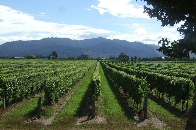 Blenheim Half day Wine Tour - The Small-Group Experience: How It Changes the Day