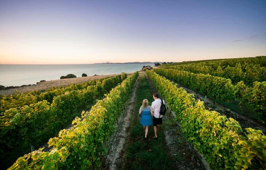 Blenheim/Renwick: Marlborough Half-Day Wine Tour with Lunch - Key things that make this tour work