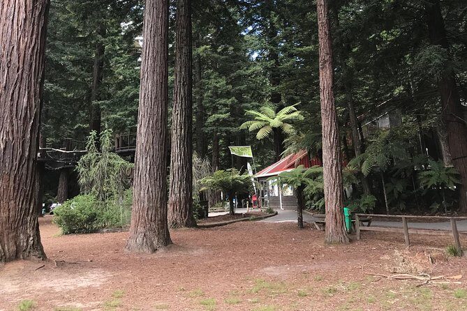 Boutique tour , Mt Maunganui, NZ farm, Rotorua lakes/geothermal - Tikitapu Nature Walk: ferns and a Jurassic Park feeling