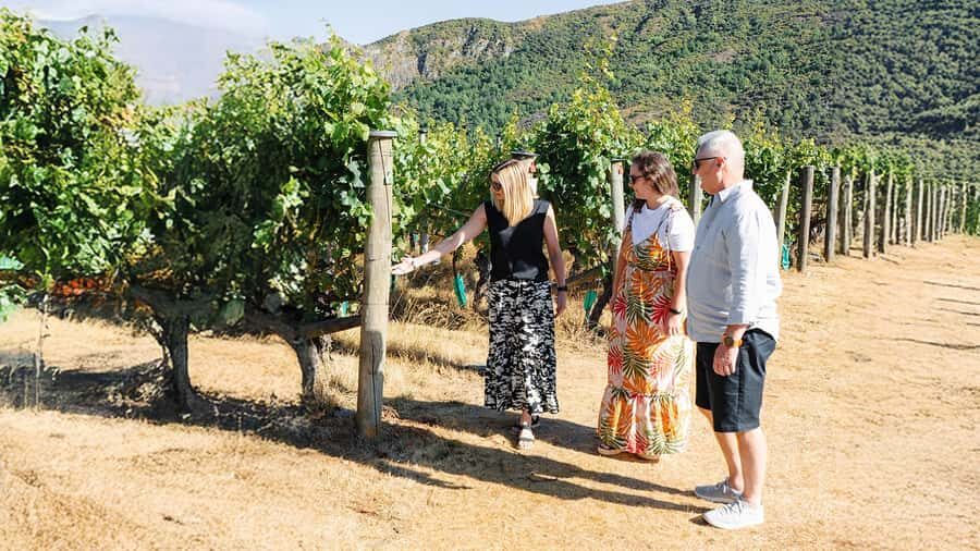 Boutique Winery Half-Day Tour & Vineyard Platter-Style Lunch - Stop 1 to Stop 4: four boutique tastings without the guessing game