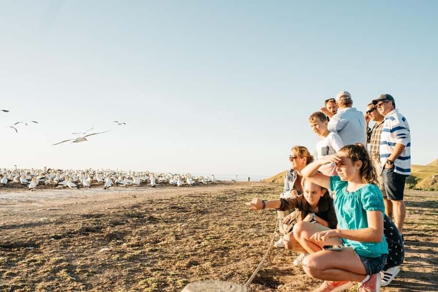 Cape Kidnappers Gannet Colony Private Tour - Key Things That Make This Tour Worth It