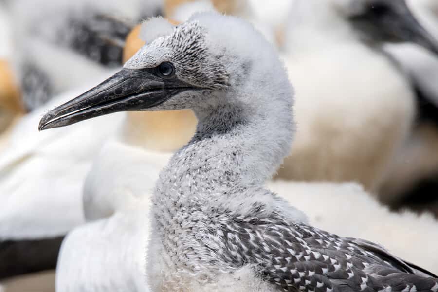 Cape Kidnappers Gannet Colony Private Tour - Cape Kidnappers Station: farm work and wildlife conservation in the same frame
