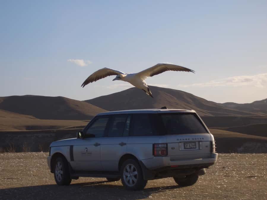 Cape Kidnappers Gannet Colony Private Tour - Hawkes Bay cliff-top stops and the geology you can actually see