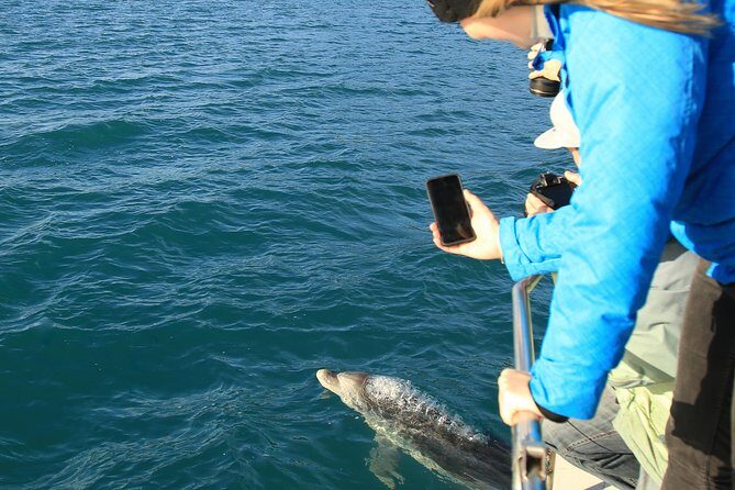 Captain Cook and Dolphin Cruise - Why this Picton cruise feels easy to start