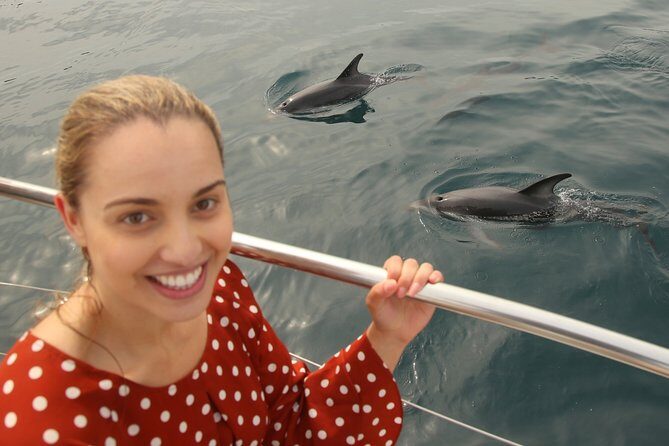 Captain Cook and Dolphin Cruise - Dolphins, seals, and rare seabirds: what chances look like