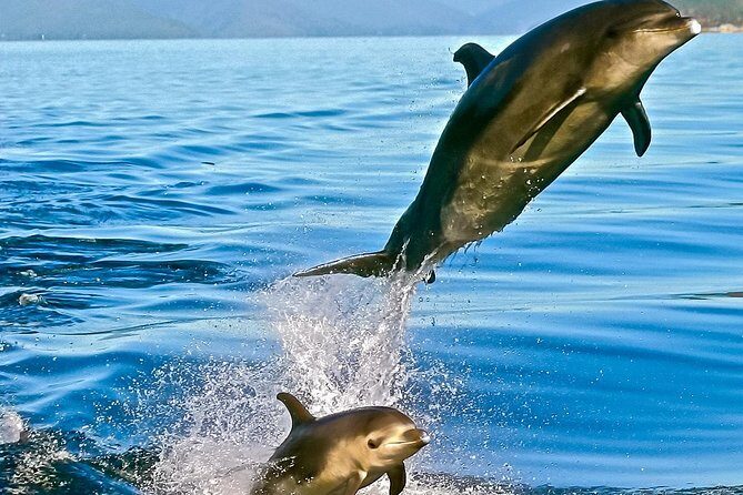Captain Cook and Dolphin Cruise - Live wildlife guiding: what you’ll get from the crew