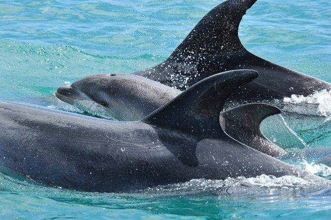 Carino Wildlife Cruises - Island and Wildlife Day Cruise - The island stop and beach snorkel: the best built-in break