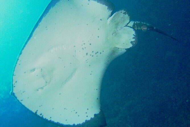 Cathedral Cove Dive & Snorkel- Marine Reserve specialised trips - What happens before you hit the water (and why it feels easy)