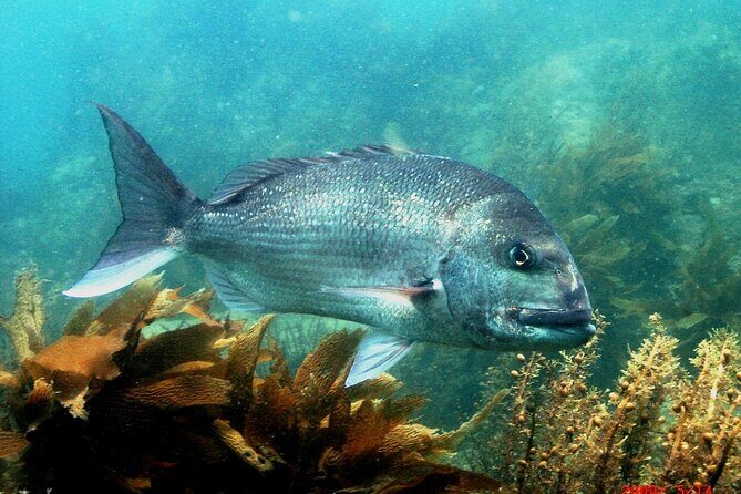Cathedral Cove Dive & Snorkel- Marine Reserve specialised trips - The snorkel experience: fish, rays, and help when you need it