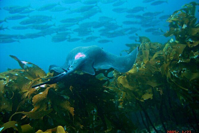 Cathedral Cove Dive & Snorkel- Marine Reserve specialised trips - Who this snorkel boat trip is best for (and who should think twice)