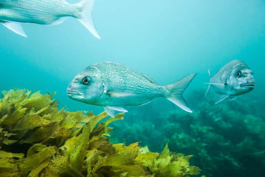 Cathedral Cove Marine Reserve: Snorkeling Boat Trip - FAQ