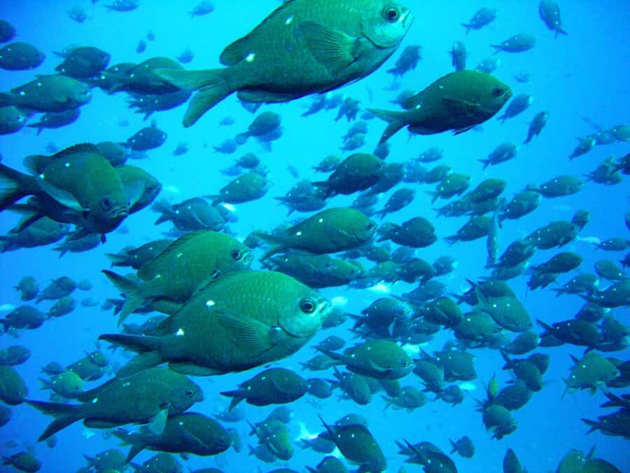 Cathedral Cove Marine Reserve: Snorkeling Boat Trip - Gear and warm-water comfort: what you’re getting for your $85