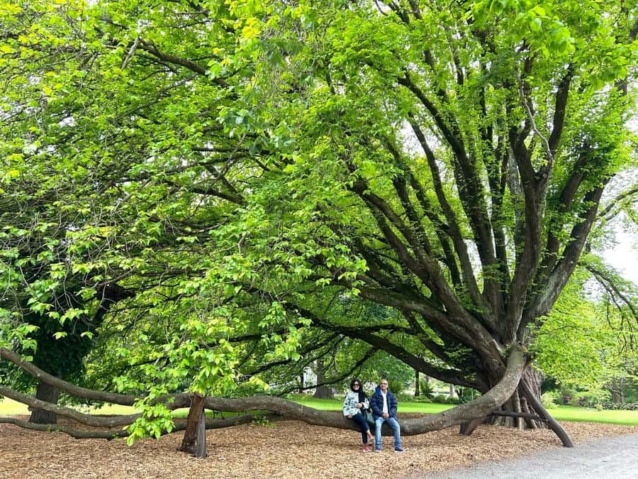 Christchurch City Top Spots Half Day Tour(Small Group Tour) - Christchurch Botanic Gardens: seasonal color with an easy rhythm
