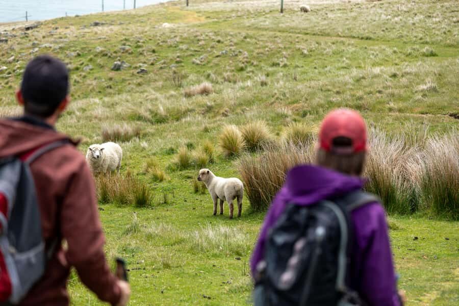 Christchurch: Godley Head & Lyttelton Guided Walking Tour - Lunch at Boulder Bay or Godley Head: Where Appetite Meets History