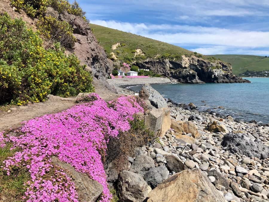 Christchurch: Guided Crater Rim Walk with Coastal Scenery - Getting there: Christchurch or Lyttelton pickup that actually simplifies your day