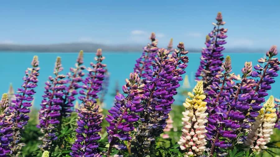 Christchurch: Mt Cook & Tekapo Small-Group Tour (incl Lunch) - Geraldine stop: coffee, legs, and collecting your picnic lunch