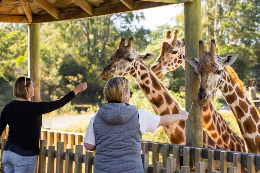 Christchurch: Orana Wildlife Park Admission - Timing Your Visit: Opening Hours and the 10:45 Presentation Rhythm