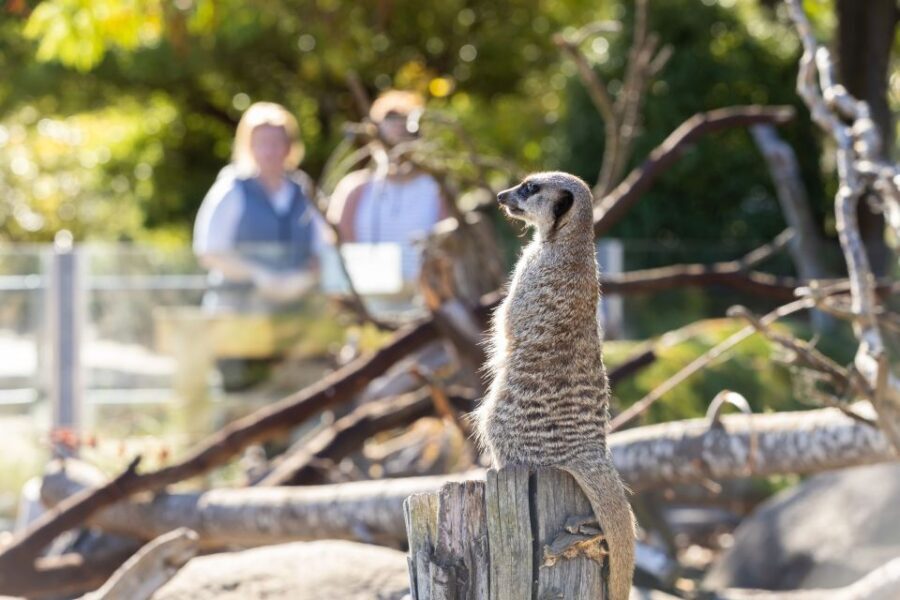 Christchurch: Orana Wildlife Park Admission - Food and Breaks: Café, Picnic Areas, and Staying Comfortable