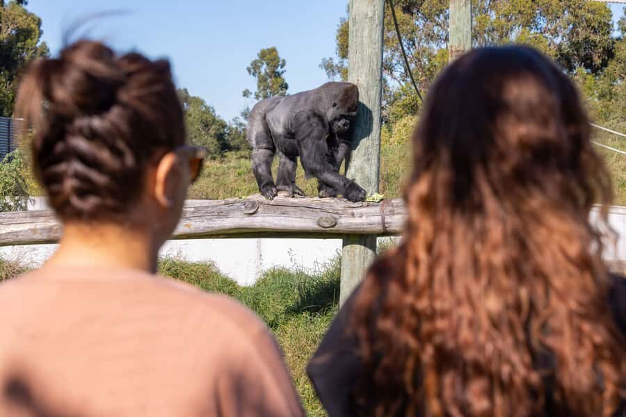 Christchurch: Orana Wildlife Park Admission - Getting Oriented: Safari Shuttle vs. The Walk-Your-Own-Route Plan