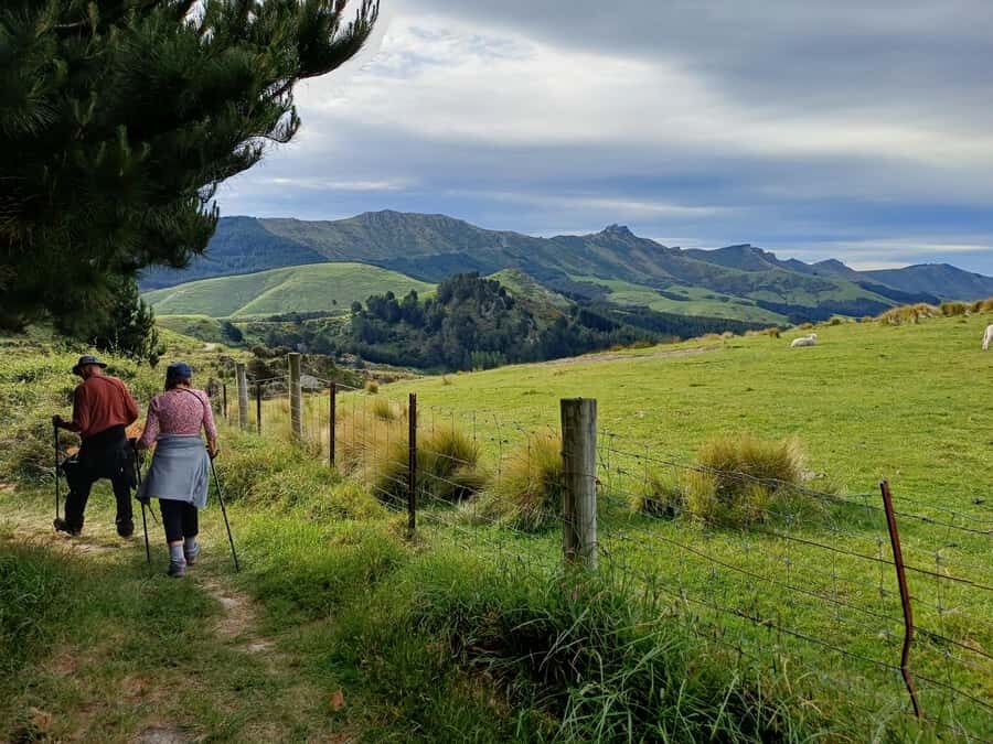 Christchurch: Packhorse Hut Guided Walk and Scenic Drive - Christchurch to Packhorse Hut: why this day feels worth the effort
