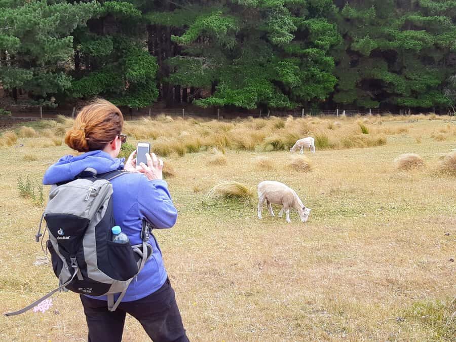 Christchurch: Packhorse Hut Guided Walk and Scenic Drive - Summit Road and Gebbies Pass: the pivot from drive to hike